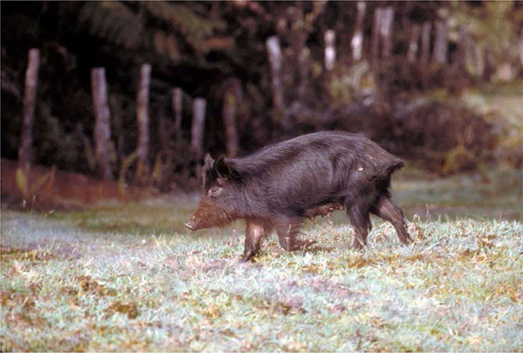 Picture of a feral pig on Hawai'i Island